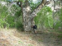 Tree hugger